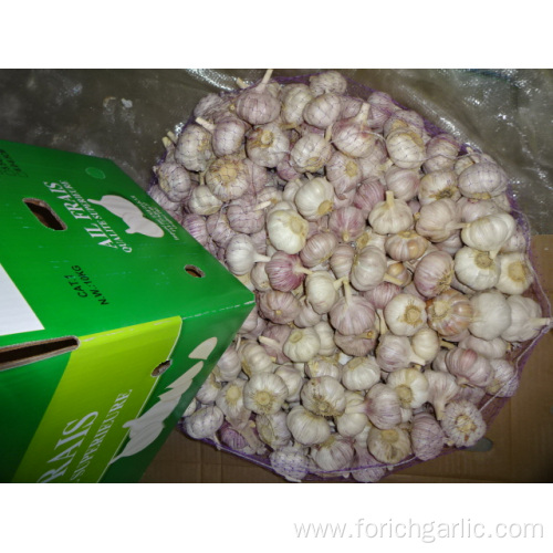 High Quality Fresh Normal White Garlic 5.0cm